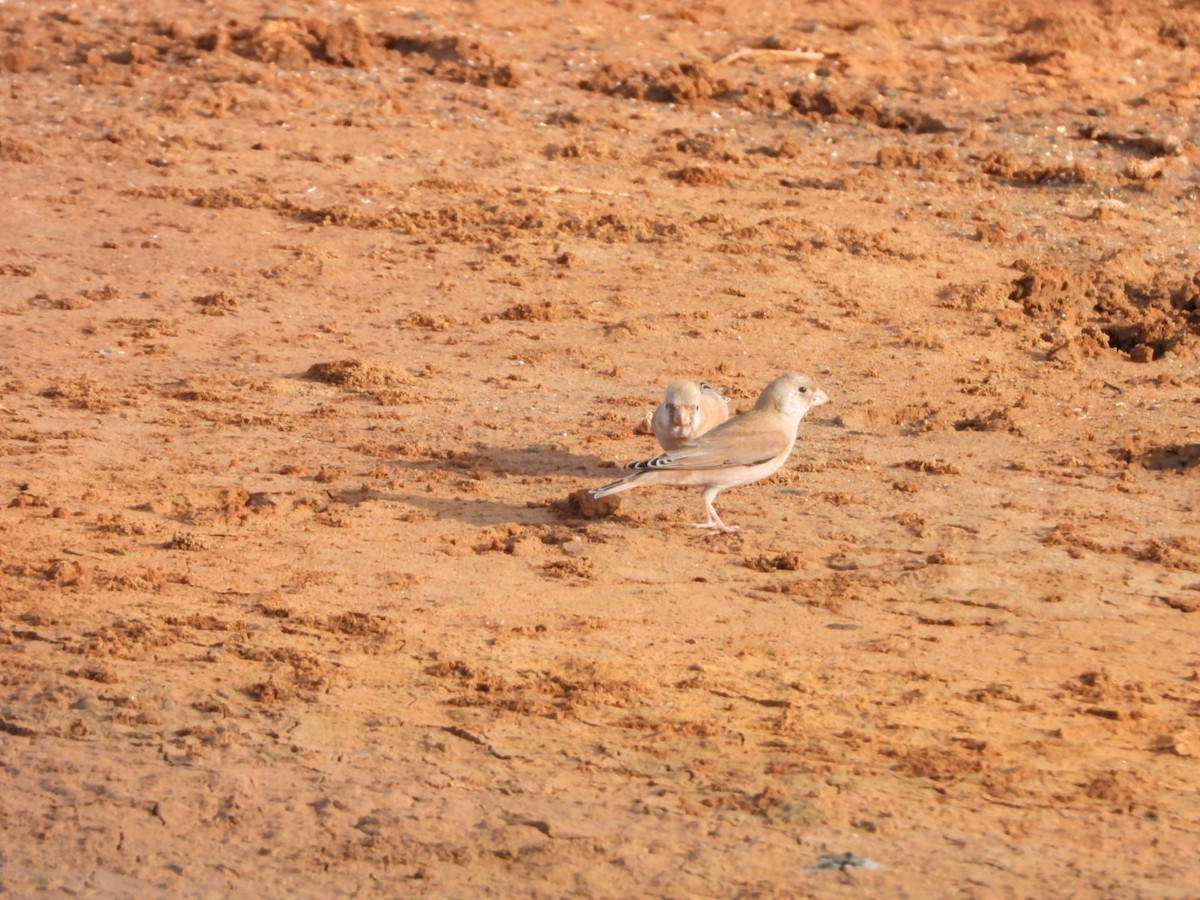 Trumpeter Finch - ML644155057