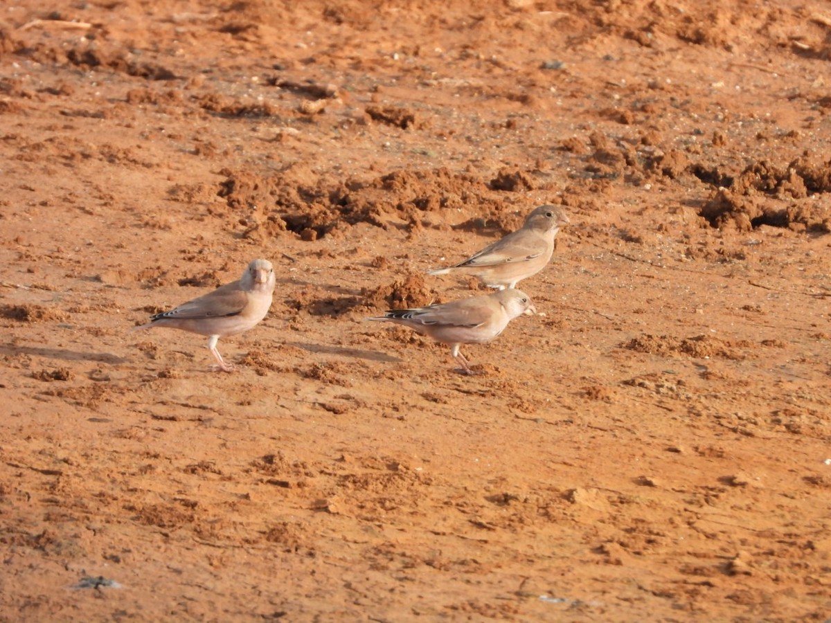 Trumpeter Finch - ML644155058