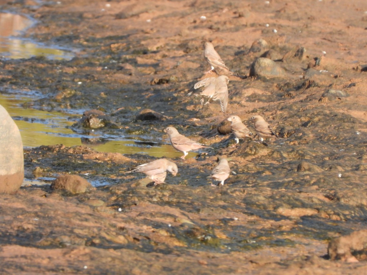 Trumpeter Finch - ML644155059