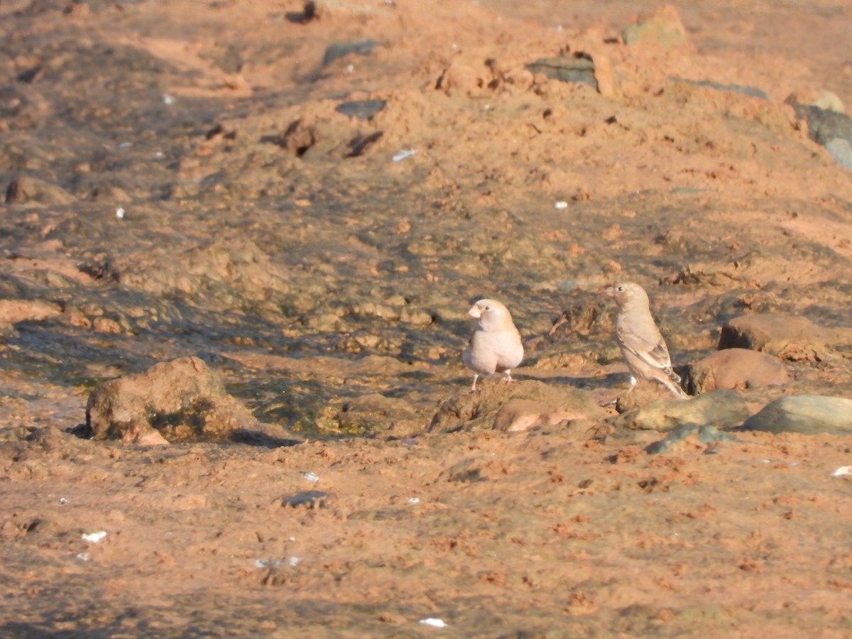 Trumpeter Finch - ML644155060