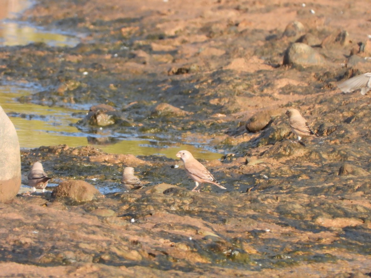 Trumpeter Finch - ML644155061