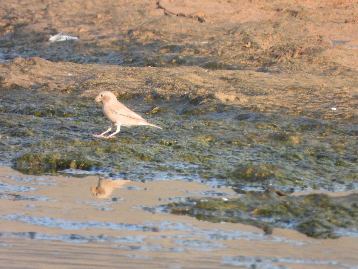 Trumpeter Finch - ML644155062