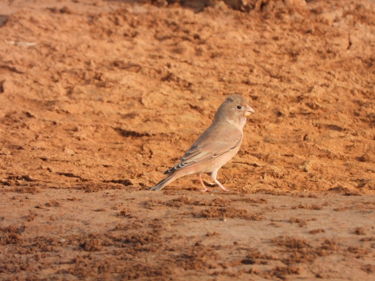 Trumpeter Finch - ML644155063