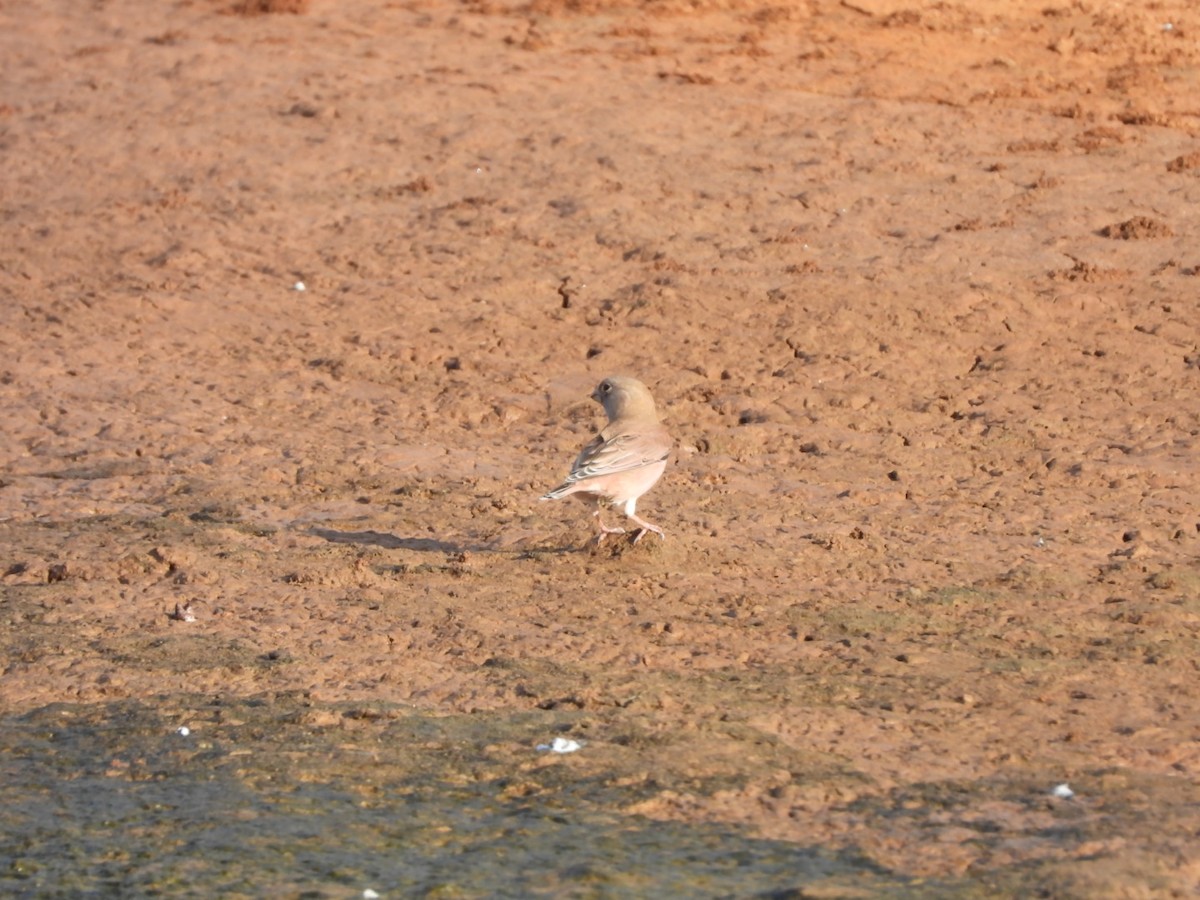 Trumpeter Finch - ML644155064