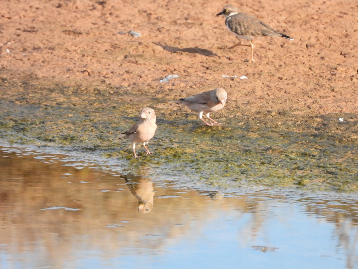 Trumpeter Finch - ML644155065