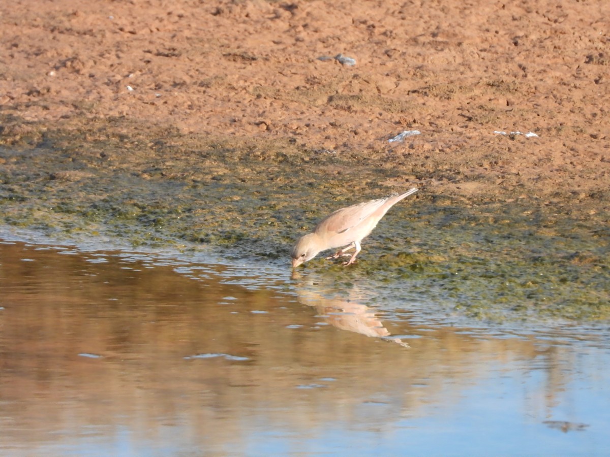 Trumpeter Finch - ML644155066