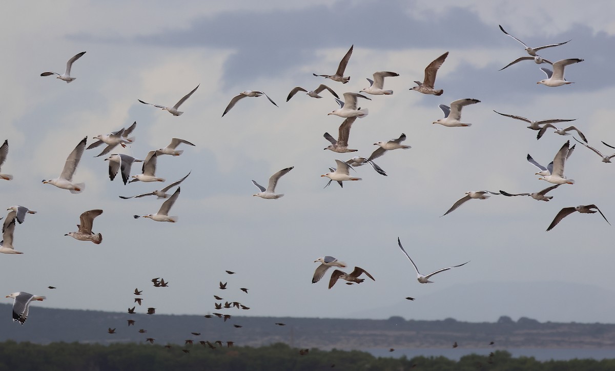 Yellow-legged Gull (michahellis) - ML644155072