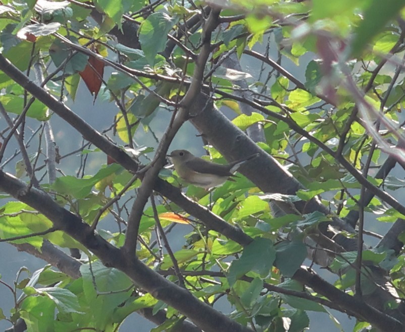 Zwergschnäpper - ML644155084