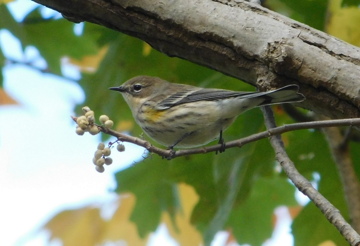 Yellow-rumped Warbler - ML644155085
