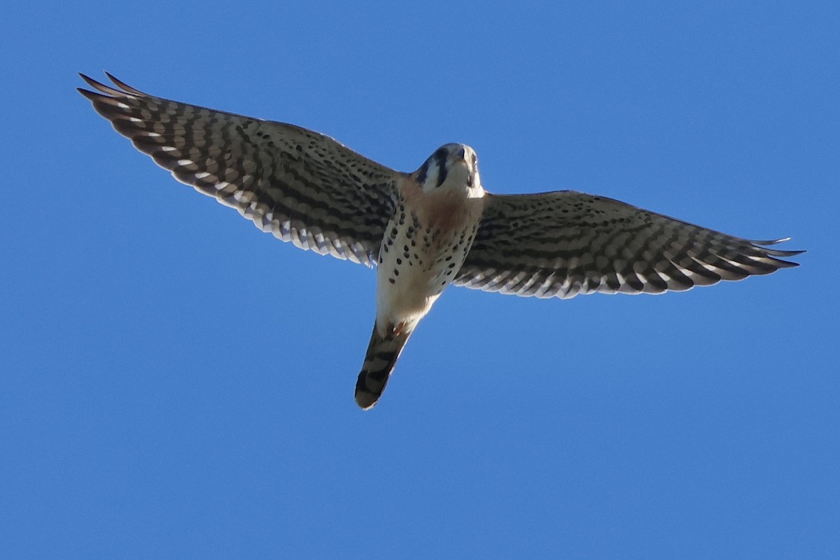 American Kestrel - ML644155114