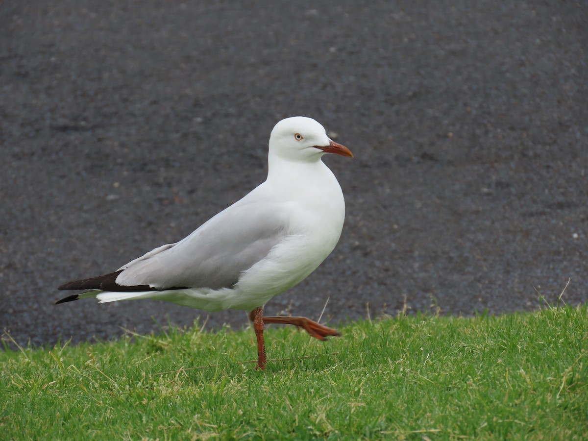 Mouette argentée - ML644155137