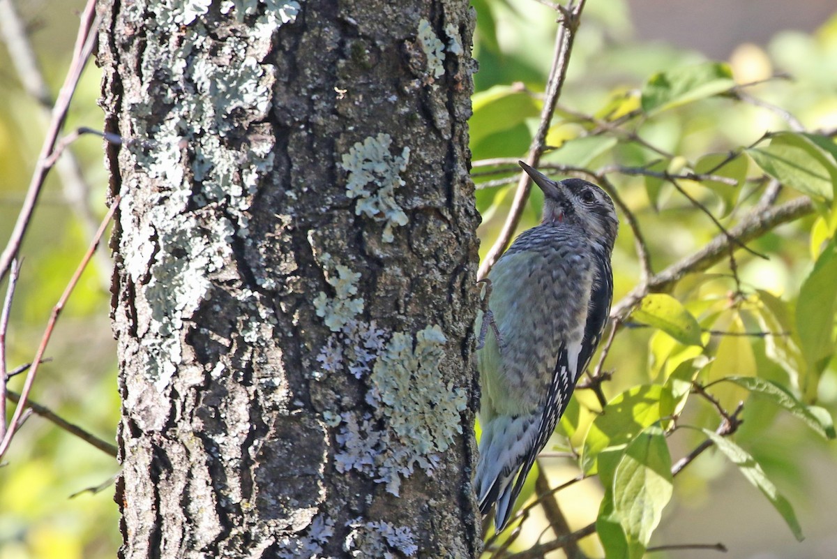 Yellow-bellied Sapsucker - ML644155145