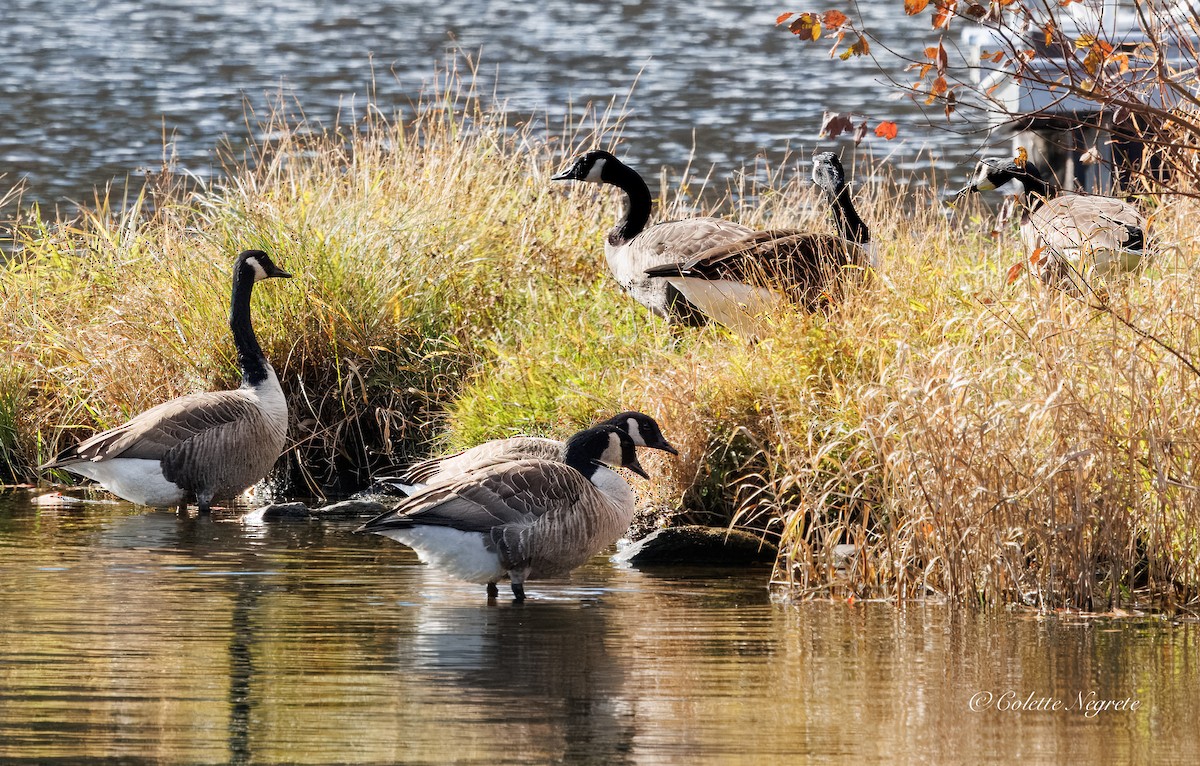 Канад галуу - ML644155161