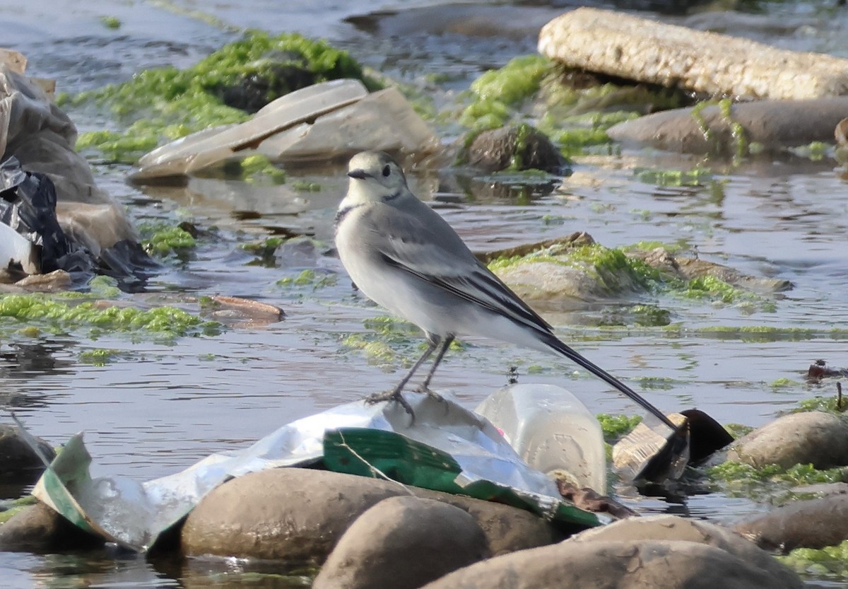 Bachstelze (alba/dukhunensis) - ML644155187