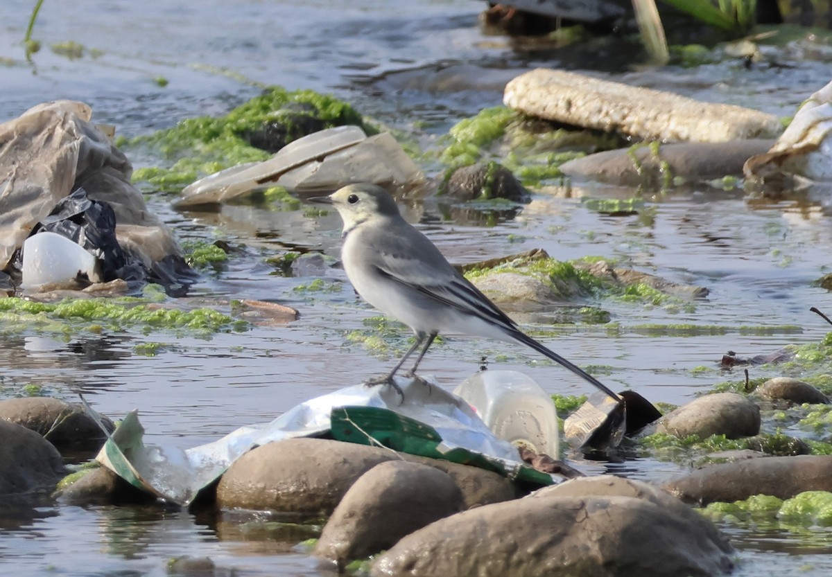 Bachstelze (alba/dukhunensis) - ML644155188