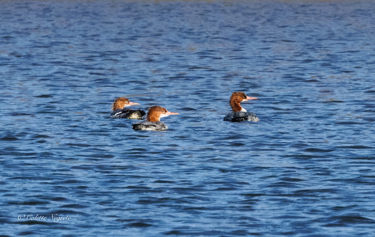 Хумхин бохио - ML644155189