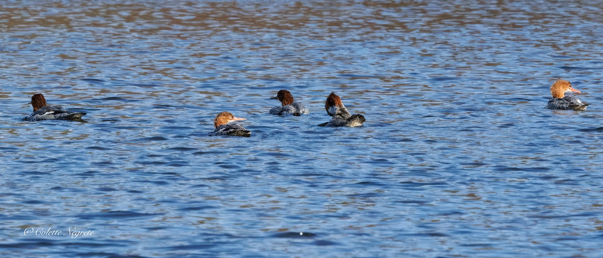 Хумхин бохио - ML644155190