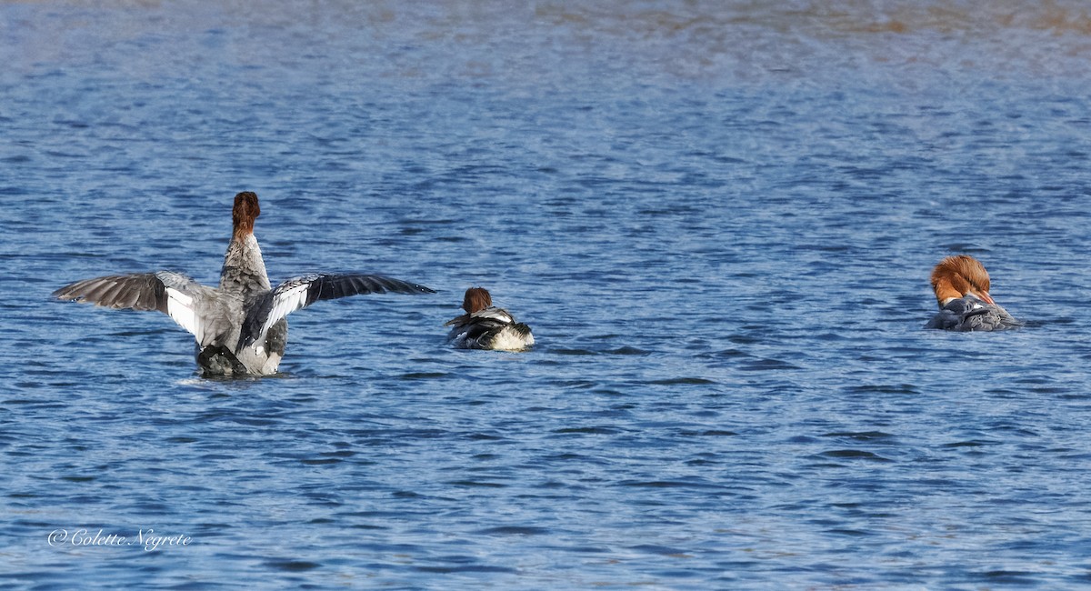 Хумхин бохио - ML644155191