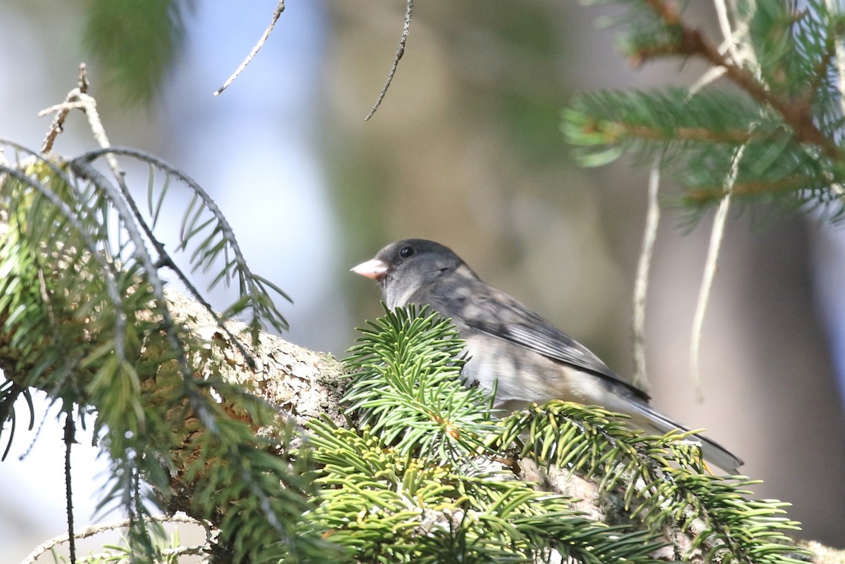 Dark-eyed Junco - ML644155193