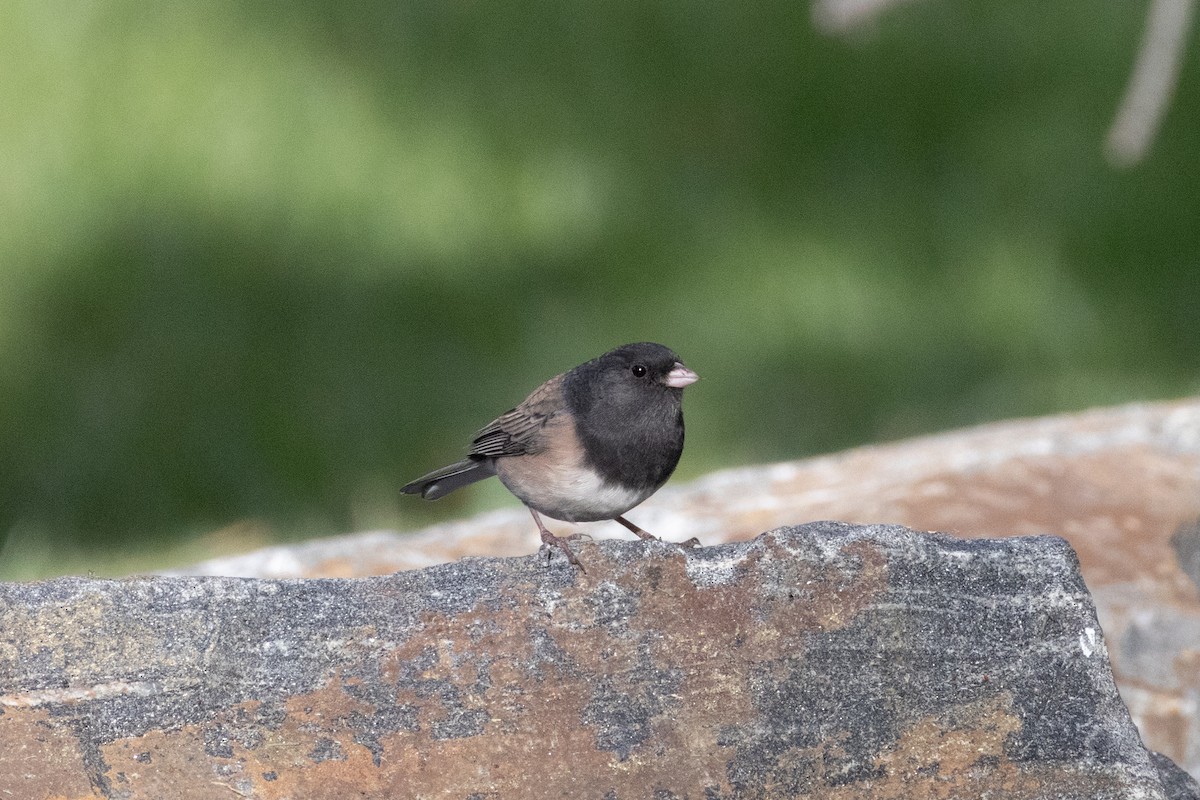 Dark-eyed Junco - ML644155196