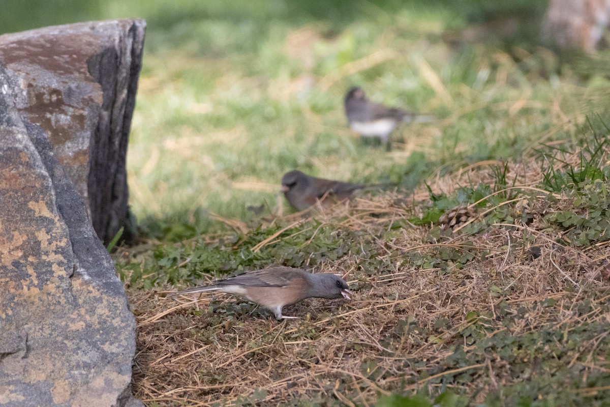 Dark-eyed Junco - ML644155197
