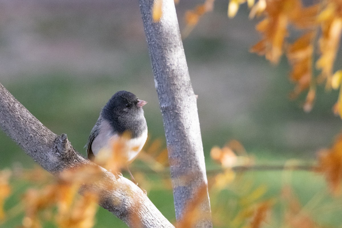 Dark-eyed Junco - ML644155198