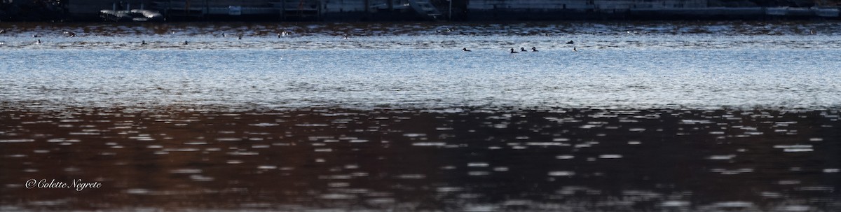 Ruddy Duck - ML644155204