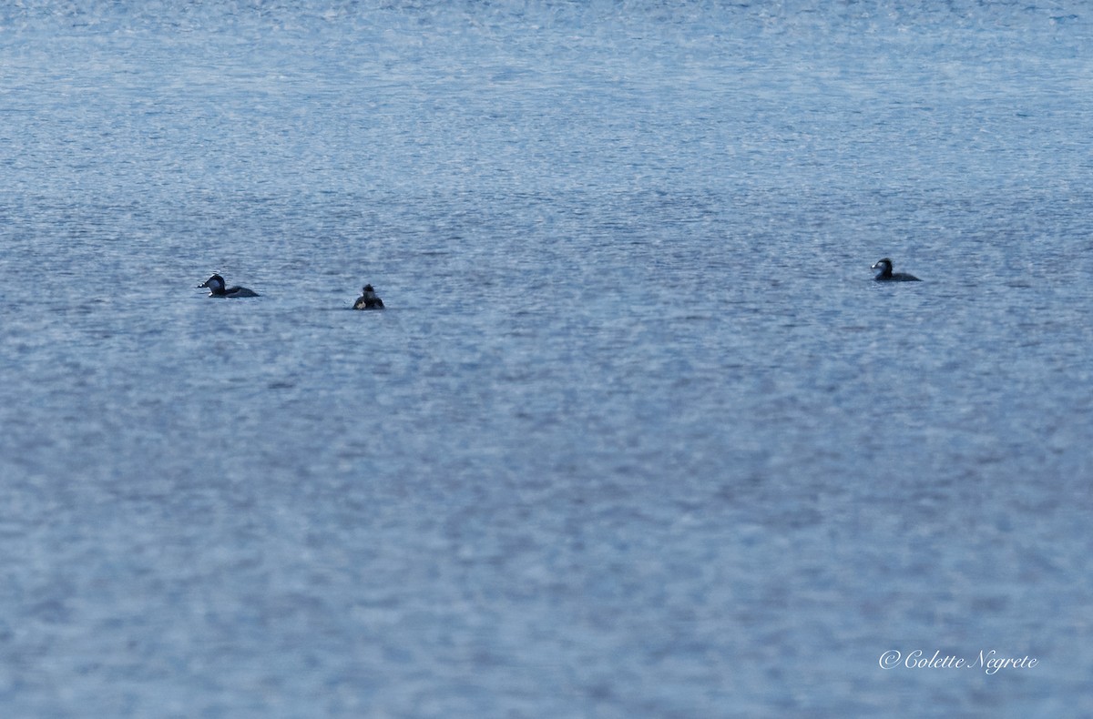 Ruddy Duck - ML644155205