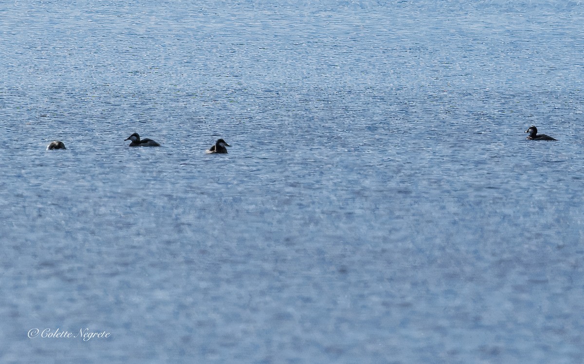 Ruddy Duck - ML644155206