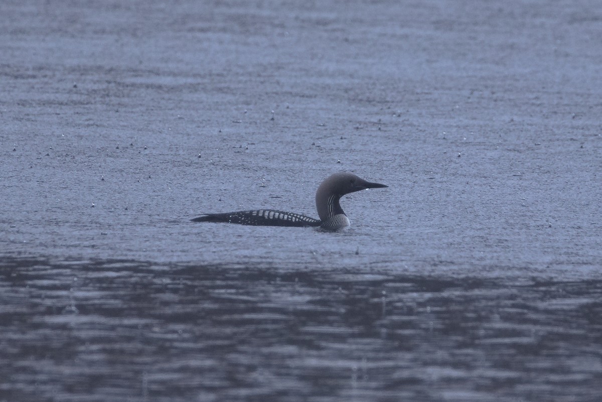 Arctic Loon - ML644155207