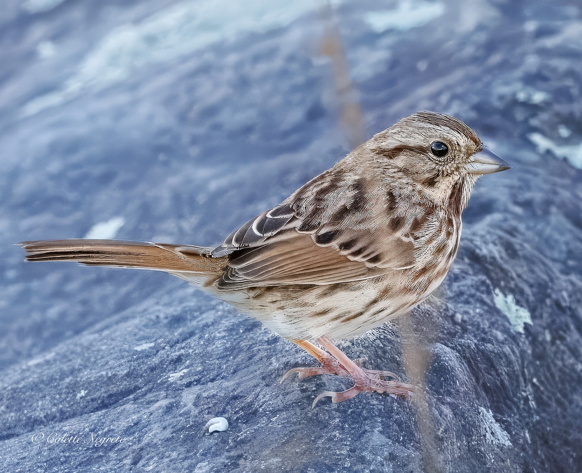 Song Sparrow - ML644155220