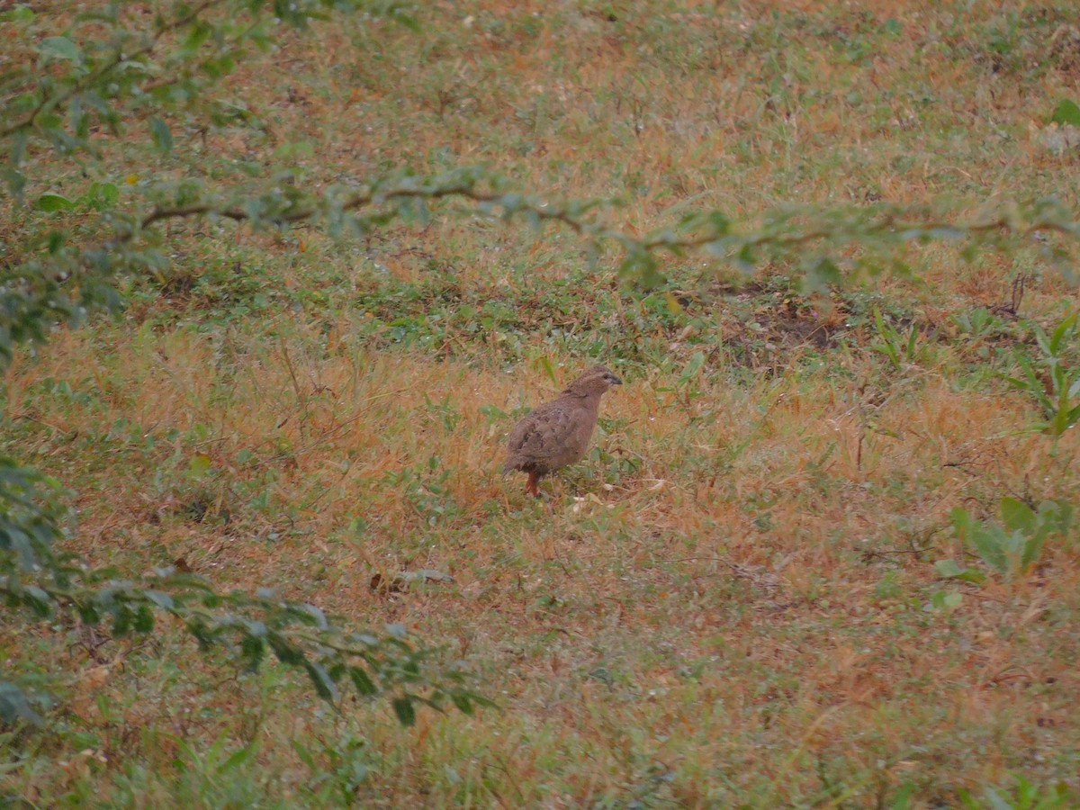 Perdicule argoondah - ML644155233