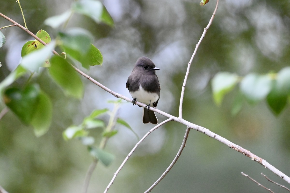 Black Phoebe - ML644155238