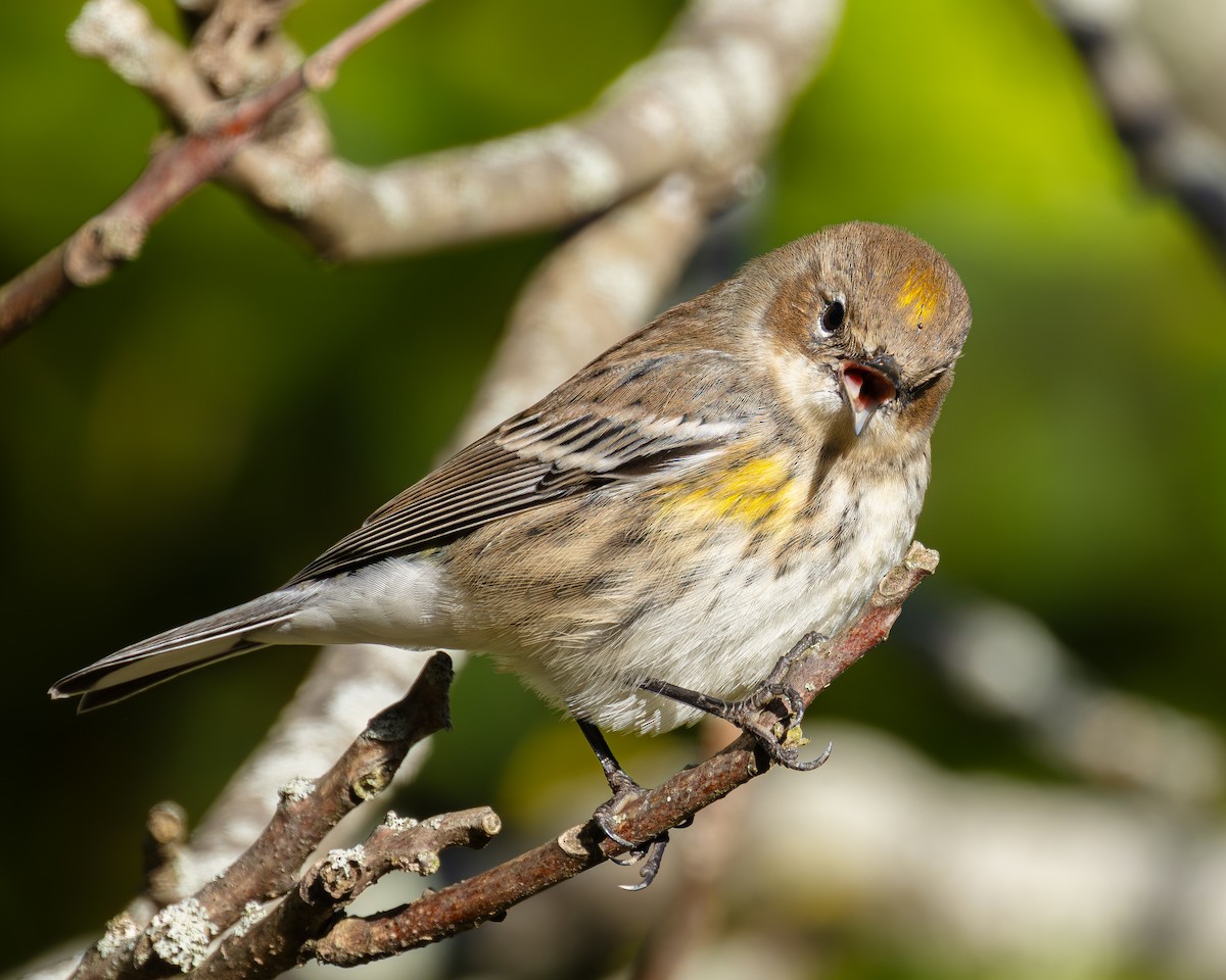 Yellow-rumped Warbler - ML644155240