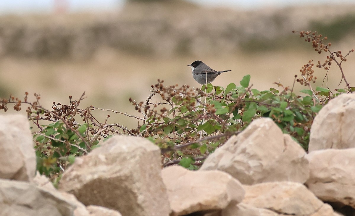 Sardinian Warbler - ML644155246