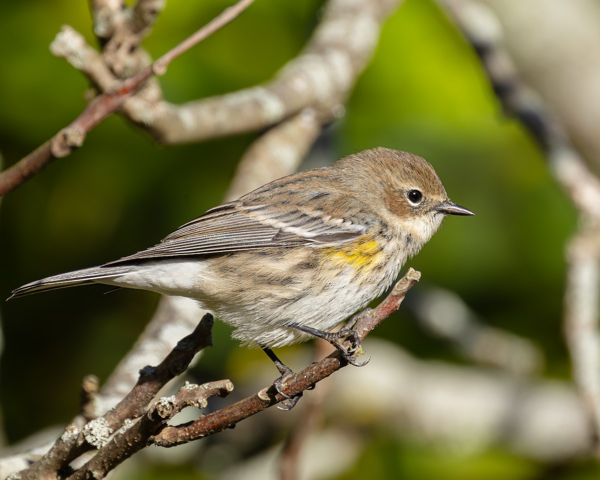 Yellow-rumped Warbler - ML644155247