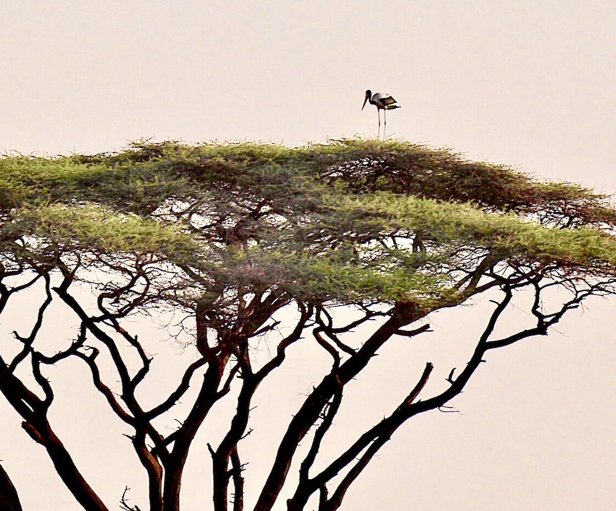 Saddle-billed Stork - ML644155248