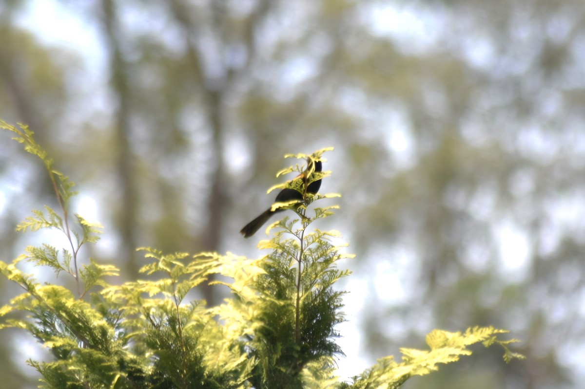 Variable Oriole - ML644155260