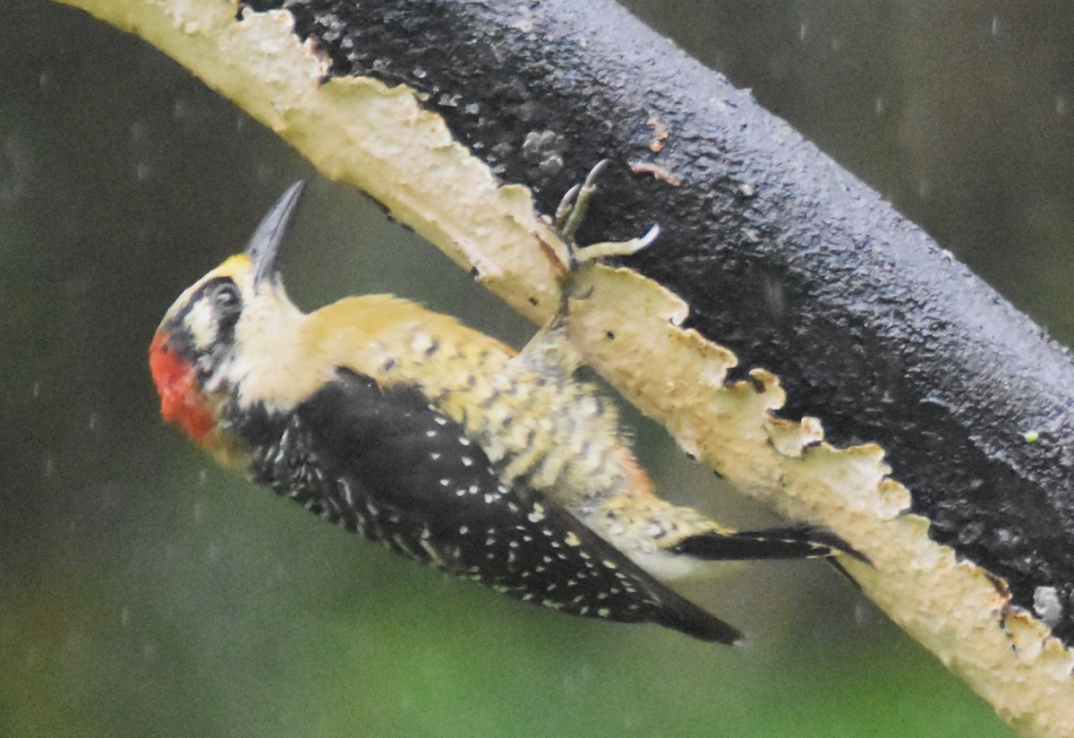 Black-cheeked Woodpecker - ML644155261