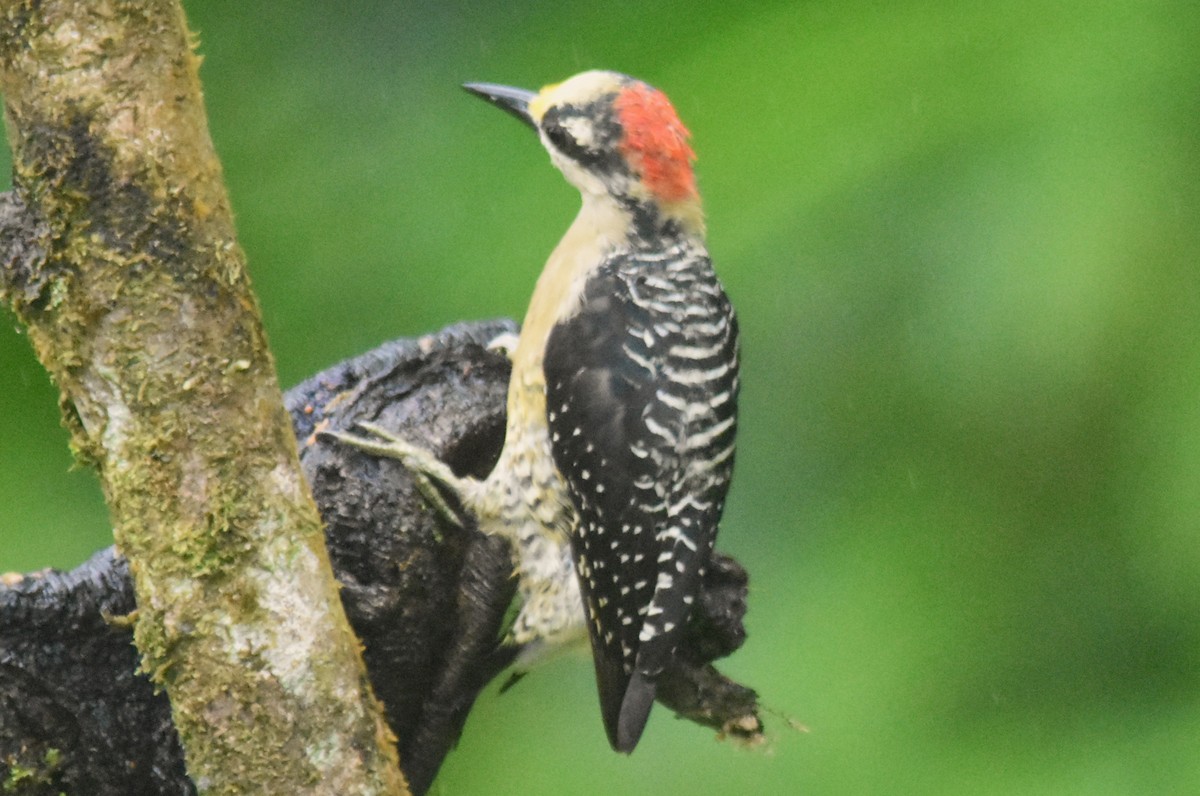 Black-cheeked Woodpecker - ML644155262