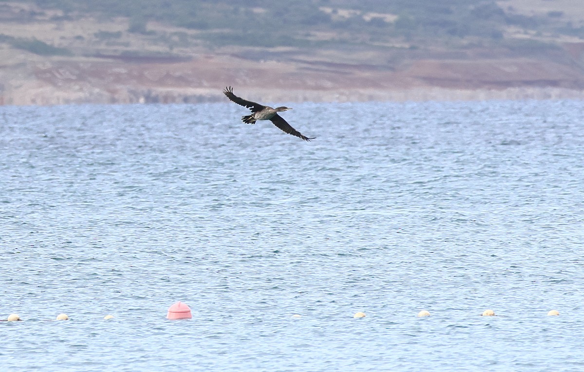 European Shag (Mediterranean) - ML644155277