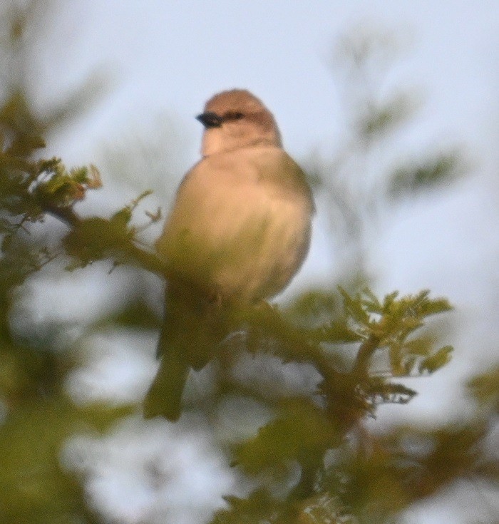 Sarı Boğazlı Serçe - ML644155280