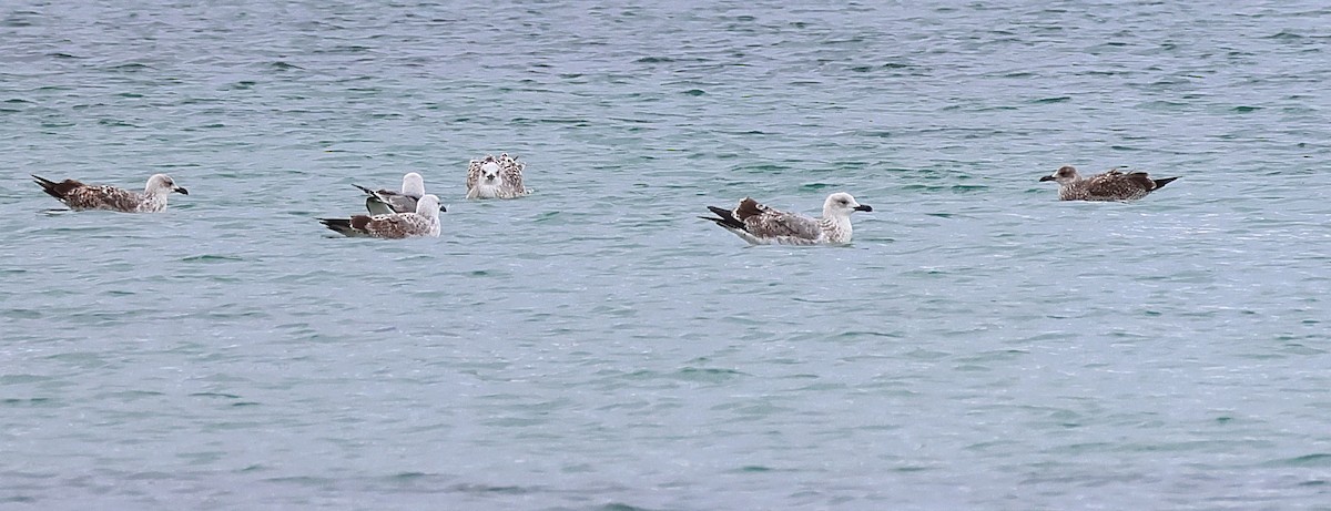 Lesser Black-backed Gull - ML644155284