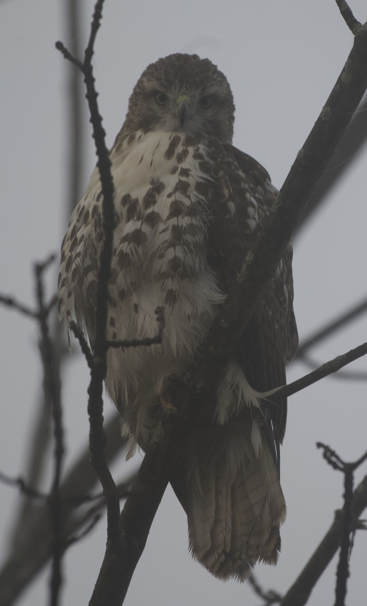 Red-tailed Hawk - ML644155288