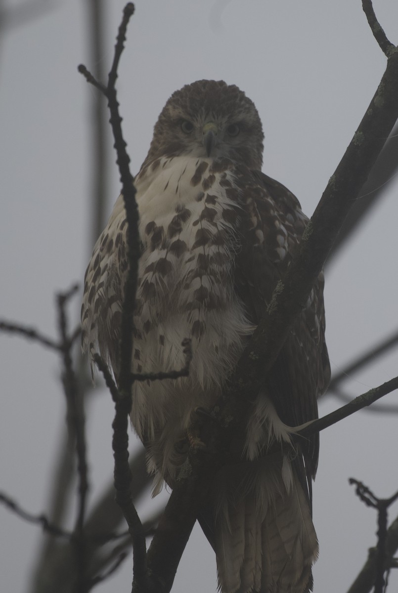 Red-tailed Hawk - ML644155289