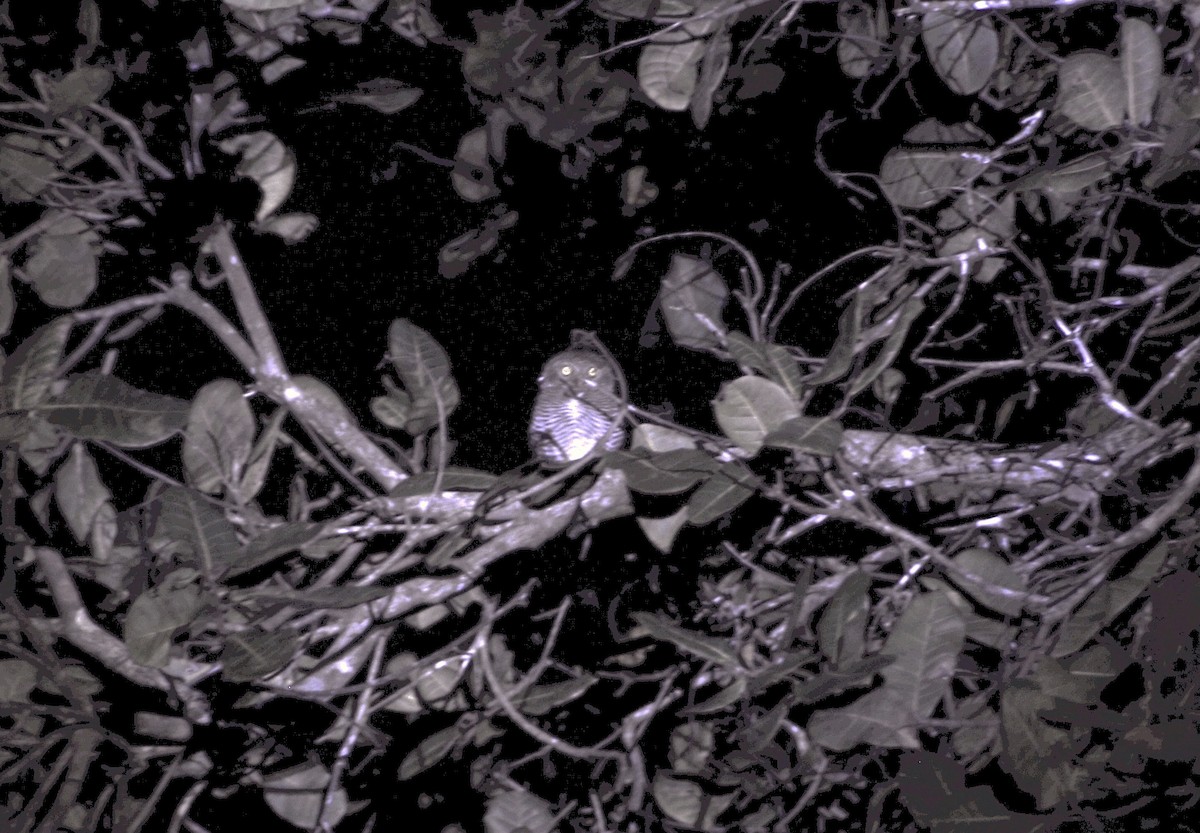 indiaugle - ML644155301