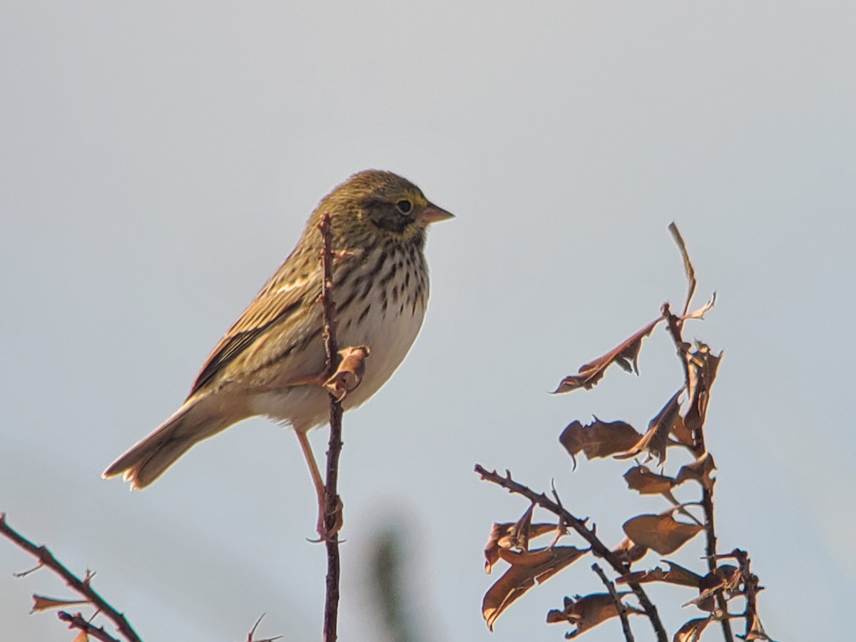 Savannah Sparrow - ML644155307
