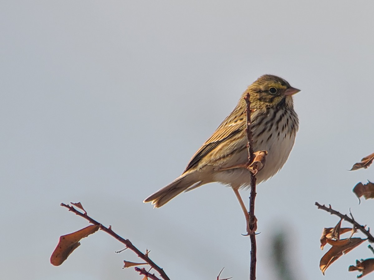Savannah Sparrow - ML644155308