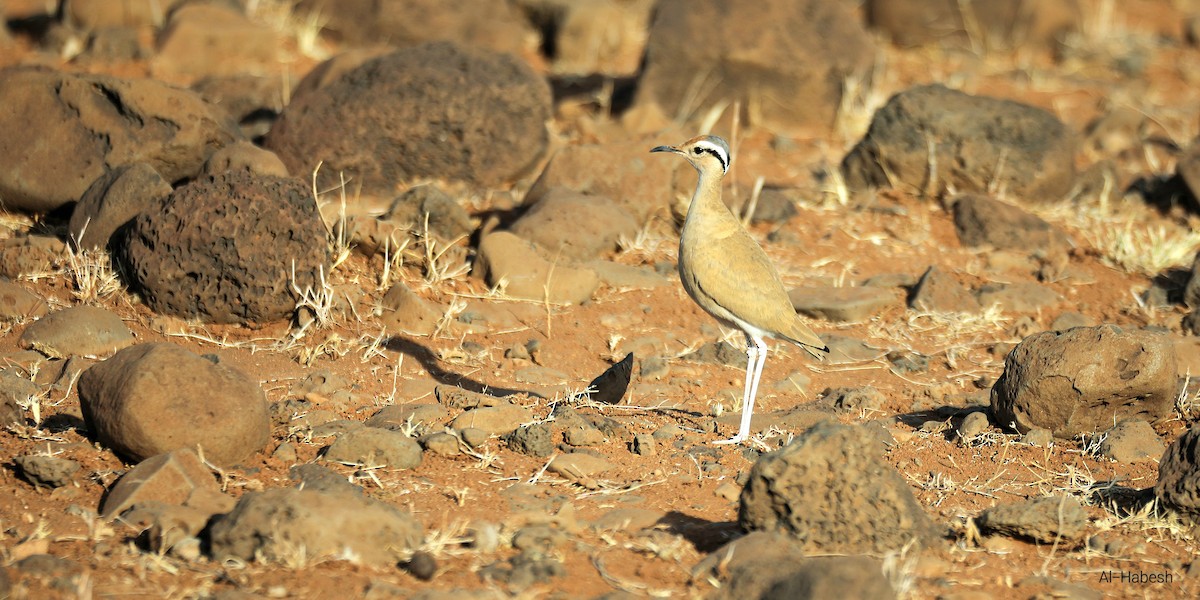 Somali Courser - ML644155345