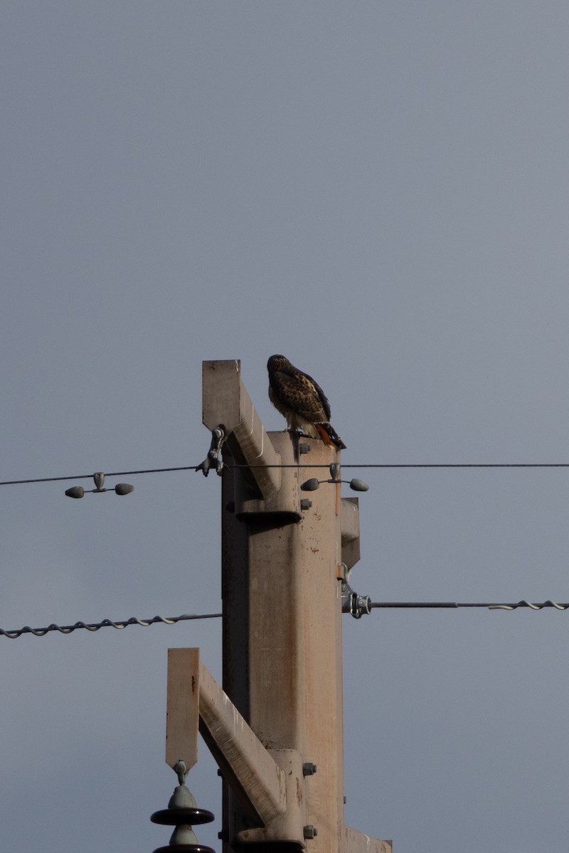 Red-tailed Hawk - ML644155346